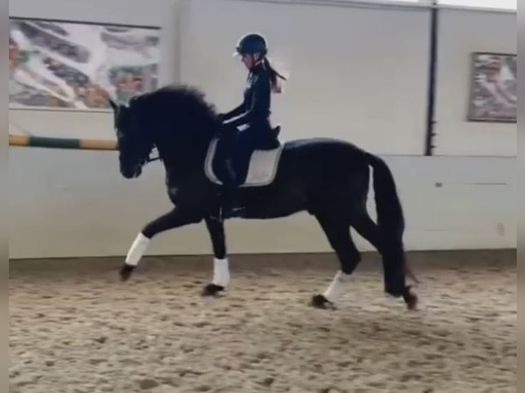 PRE Mix Castrone 6 Anni 165 cm Morello in Sottrum