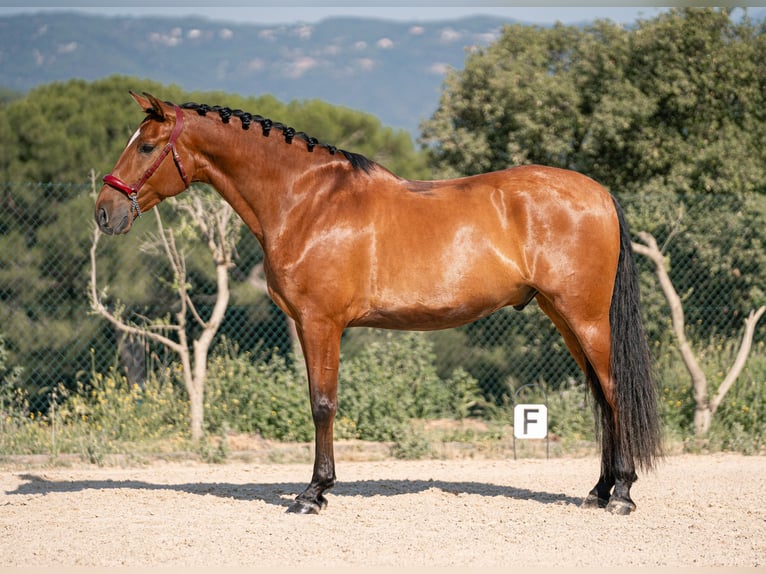 PRE Castrone 6 Anni 166 cm Baio ciliegia in Palafolls