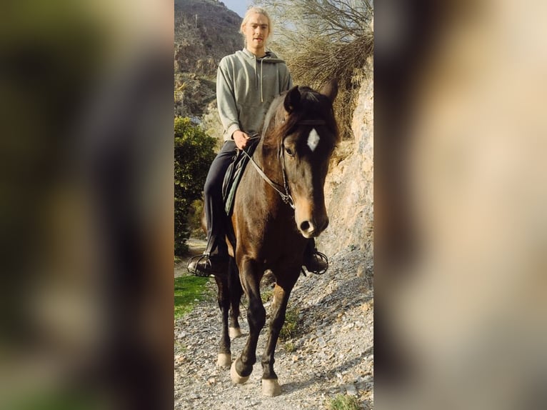 PRE Castrone 6 Anni 166 cm Baio scuro in Lobras