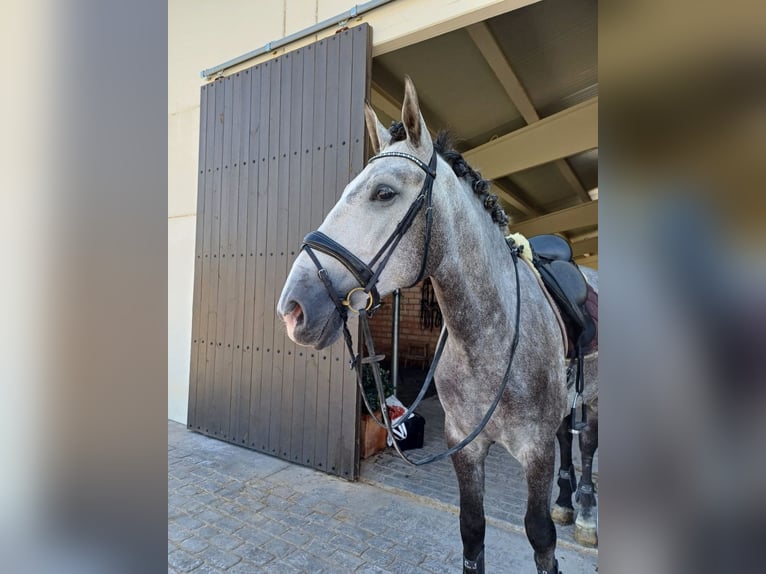 PRE Castrone 6 Anni 166 cm Grigio in Castellon De La Plana/Castello De La Pla