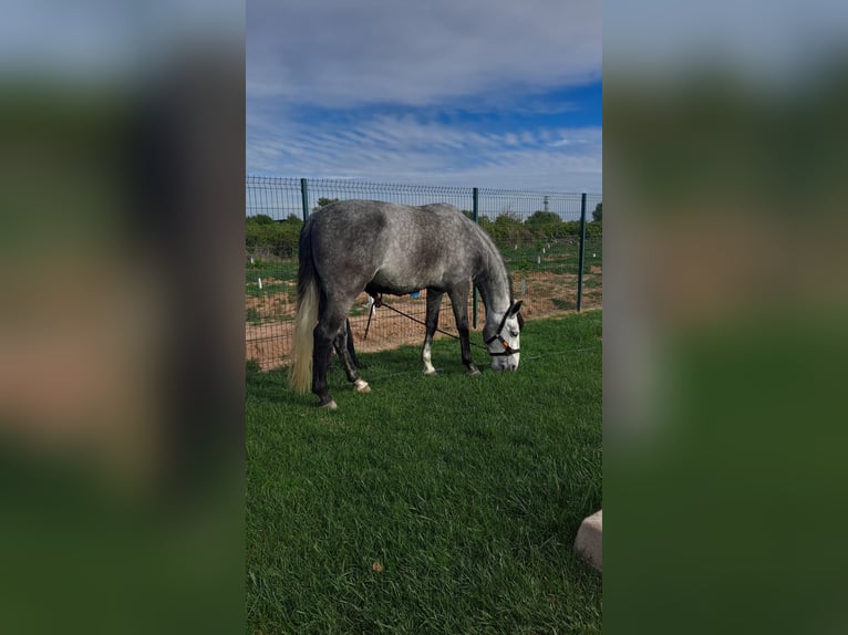 PRE Castrone 6 Anni 166 cm Grigio in Castellon De La Plana/Castello De La Pla