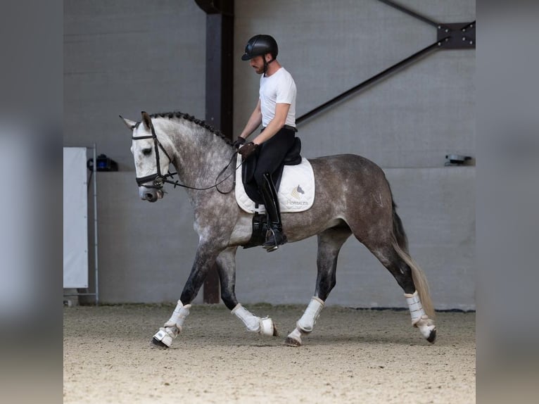 PRE Castrone 6 Anni 166 cm Grigio in Maastricht
