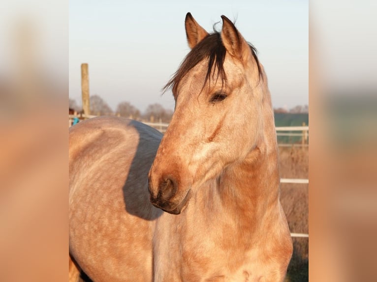 PRE Castrone 6 Anni 166 cm Pelle di daino in Weiterstadt