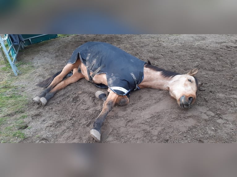 PRE Castrone 6 Anni 166 cm Pelle di daino in Weiterstadt