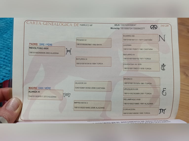 PRE Castrone 6 Anni 166 cm Pelle di daino in Weiterstadt