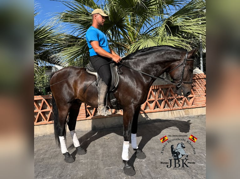 PRE Castrone 6 Anni 167 cm Baio in Tabernas Almeria