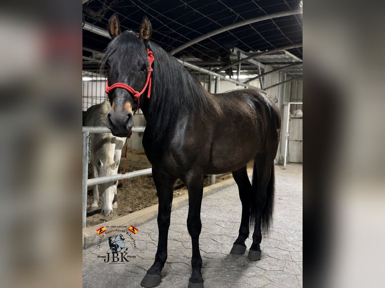PRE Castrone 6 Anni 167 cm Baio in Tabernas Almeria