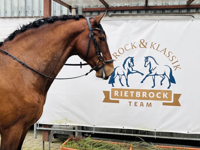 PRE Mix Castrone 6 Anni 167 cm Baio in Sottrum