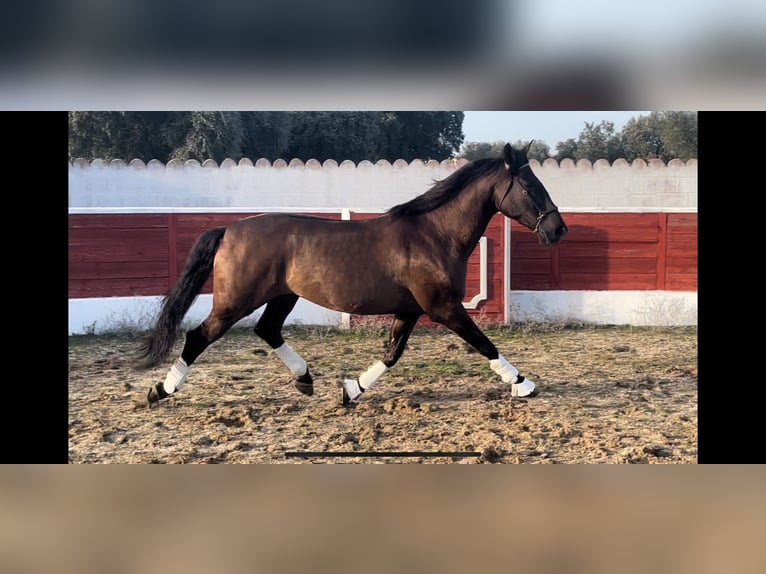 PRE Castrone 6 Anni 167 cm Baio scuro in Peñaranda De Bracamonte