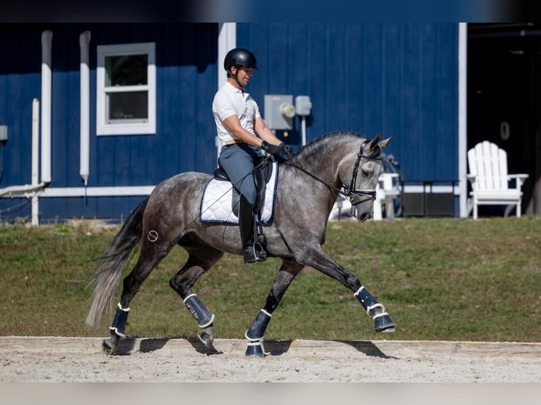 PRE Castrone 6 Anni 167 cm Grigio in Breckerfeld