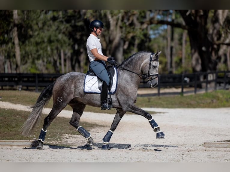 PRE Castrone 6 Anni 167 cm Grigio in Breckerfeld