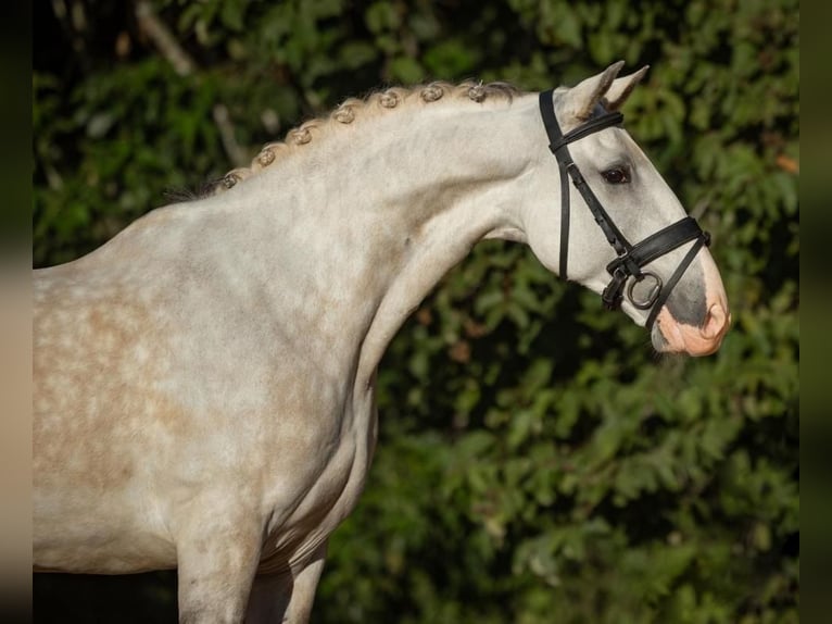 PRE Castrone 6 Anni 167 cm Grigio in Heldswil
