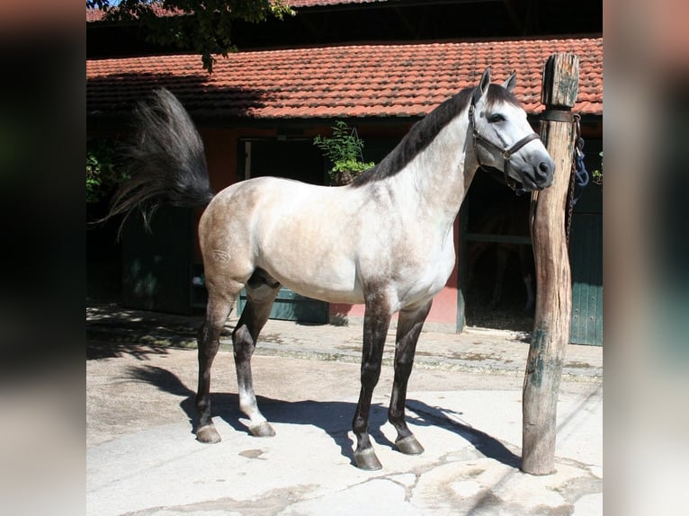 PRE Castrone 6 Anni 167 cm Grigio in Fredensborg