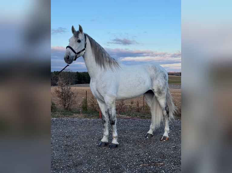 PRE Mix Castrone 6 Anni 167 cm Grigio in Ludwigsfelde