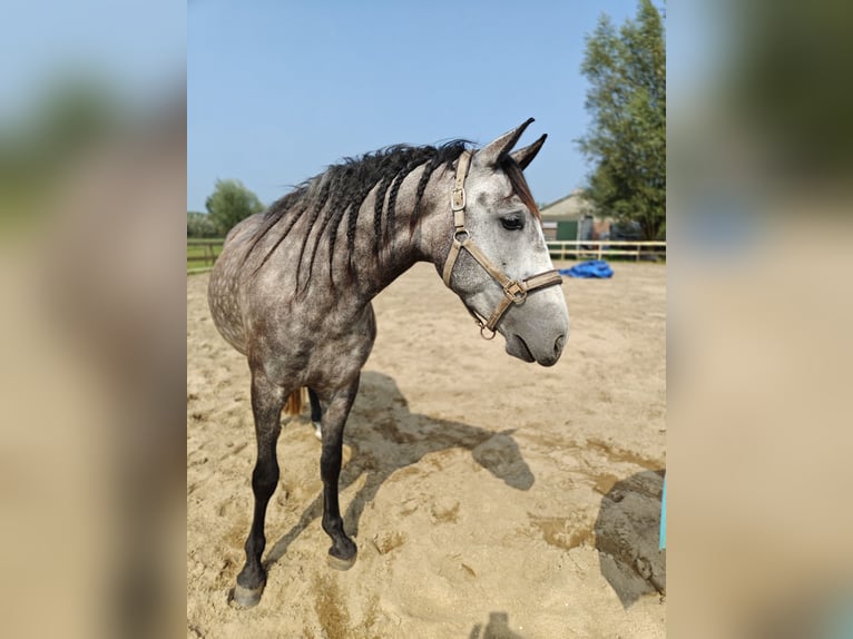 PRE Mix Castrone 6 Anni 167 cm Grigio in Meerkerk