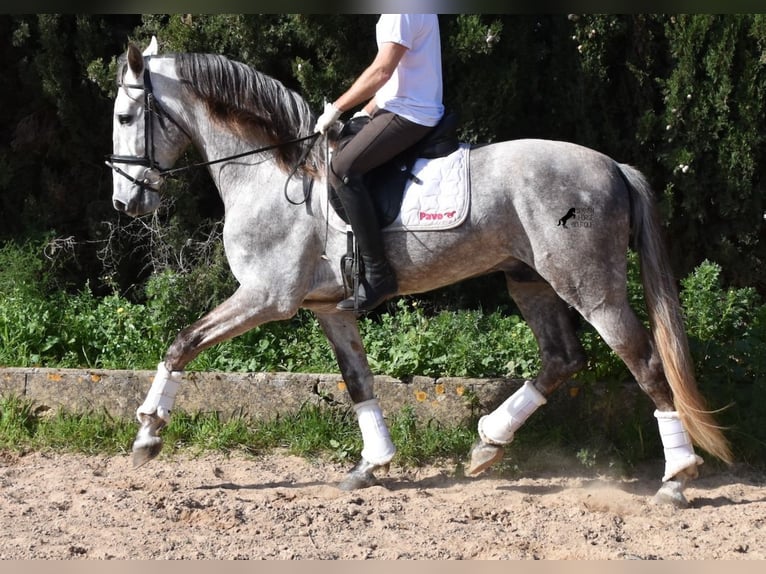 PRE Castrone 6 Anni 167 cm Grigio in Mallorca