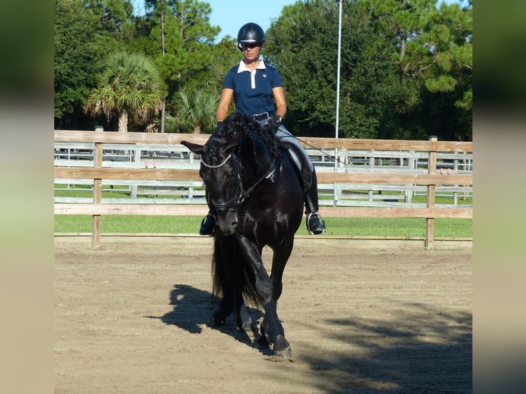 PRE Mix Castrone 6 Anni 167 cm Morello in Kerschbaum