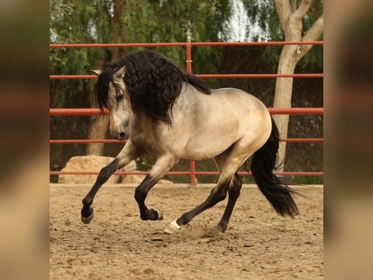 PRE Mix Castrone 6 Anni 167 cm Pelle di daino in Mülheim an der Ruhr