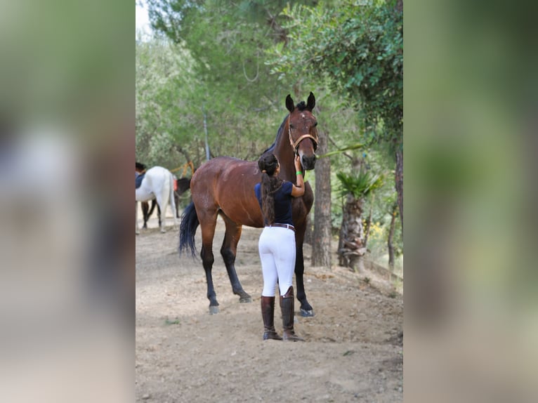 PRE Castrone 6 Anni 168 cm Baio in Riogordo