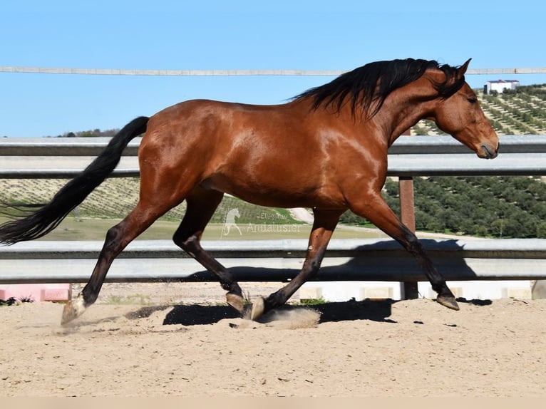 PRE Castrone 6 Anni 168 cm Baio in Provinz Cordoba