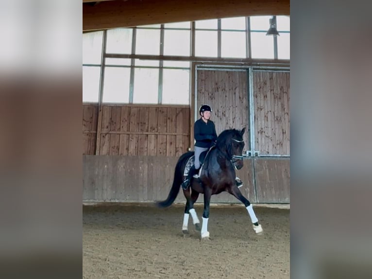 PRE Castrone 6 Anni 168 cm Baio scuro in Kelpen-Oler