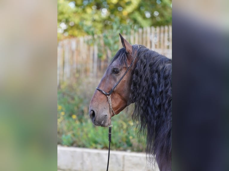 PRE Castrone 6 Anni 168 cm Baio scuro in Krumbach