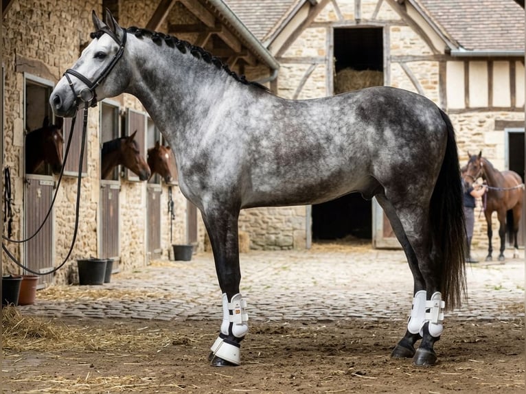 PRE Castrone 6 Anni 168 cm Grigio in Hamburg Langenhorn