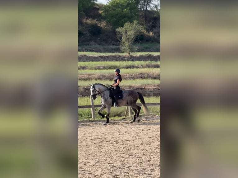 PRE Mix Castrone 6 Anni 168 cm Grigio in Sant Fruitos De Bages