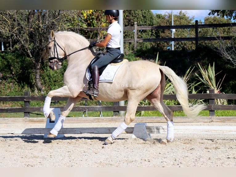 PRE Mix Castrone 6 Anni 168 cm Palomino in Santa Perpetua de Mogoda