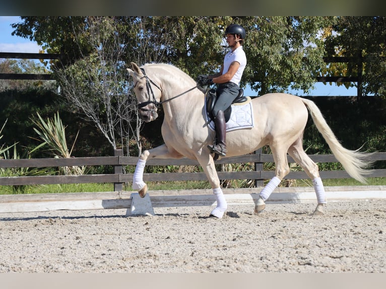 PRE Mix Castrone 6 Anni 168 cm Palomino in Santa Perpetua de Mogoda