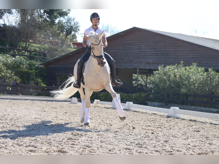 PRE Mix Castrone 6 Anni 168 cm Palomino in Santa Perpetua de Mogoda