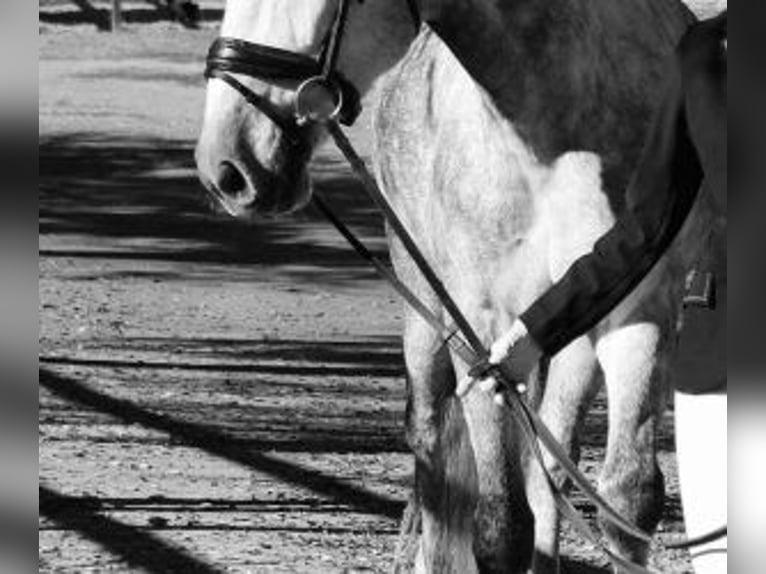 PRE Mix Castrone 6 Anni 169 cm Grigio in Barcelona