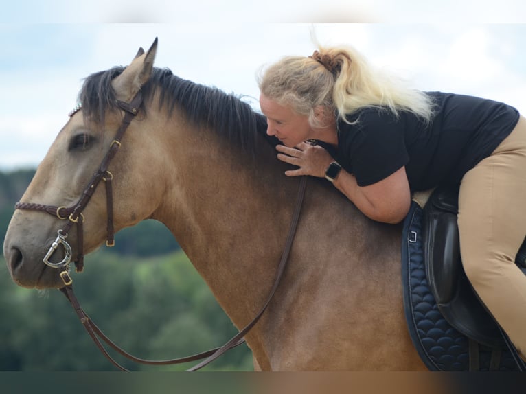 PRE Castrone 6 Anni 169 cm Pelle di daino in Grebenhain