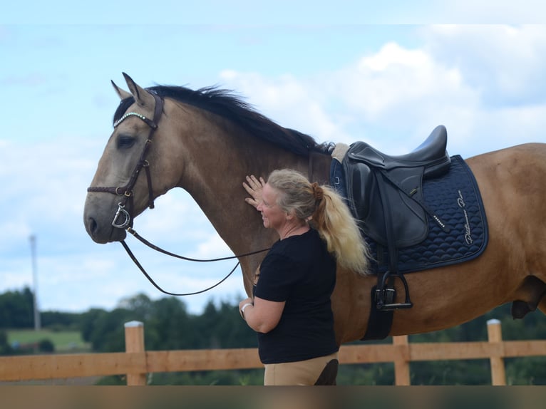 PRE Castrone 6 Anni 169 cm Pelle di daino in Grebenhain