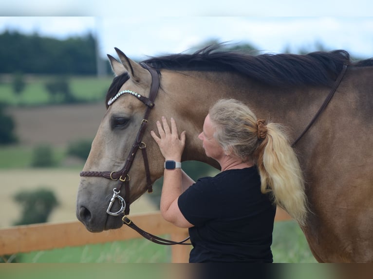 PRE Castrone 6 Anni 169 cm Pelle di daino in Grebenhain