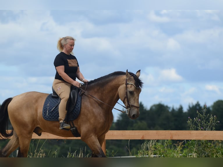 PRE Castrone 6 Anni 169 cm Pelle di daino in Grebenhain
