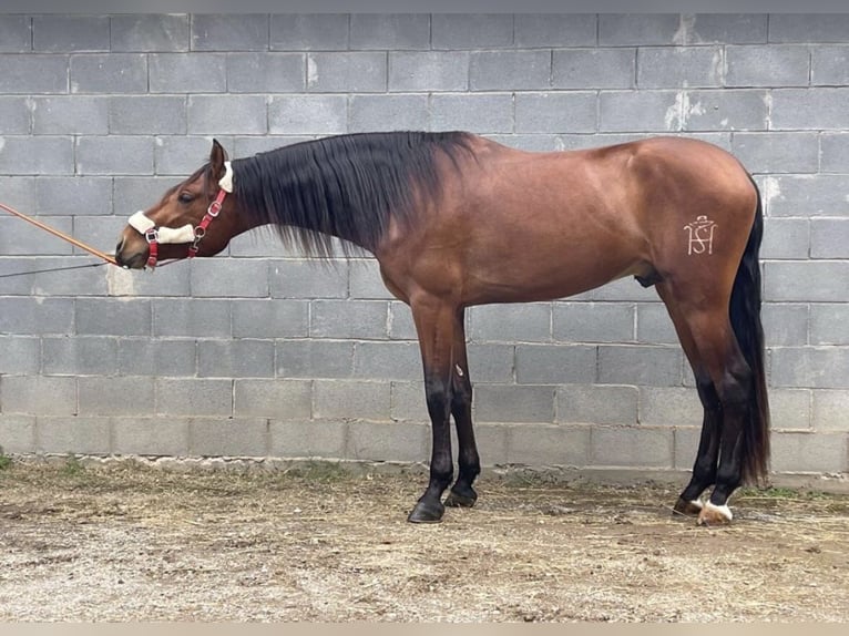 PRE Castrone 6 Anni 170 cm Baio chiaro in Barbera Del Valles