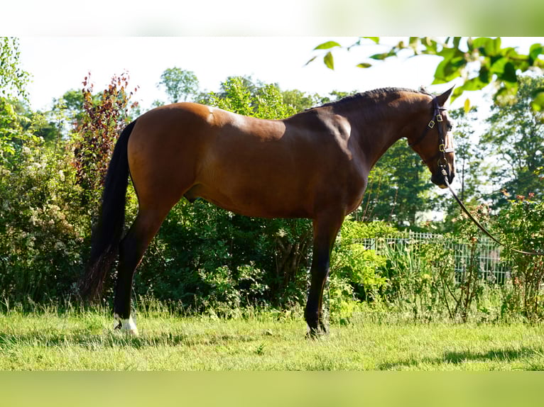 PRE Castrone 6 Anni 170 cm Baio chiaro in HEUVELLAND