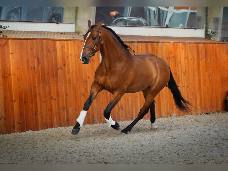 PRE Castrone 6 Anni 170 cm Baio chiaro in HEUVELLAND