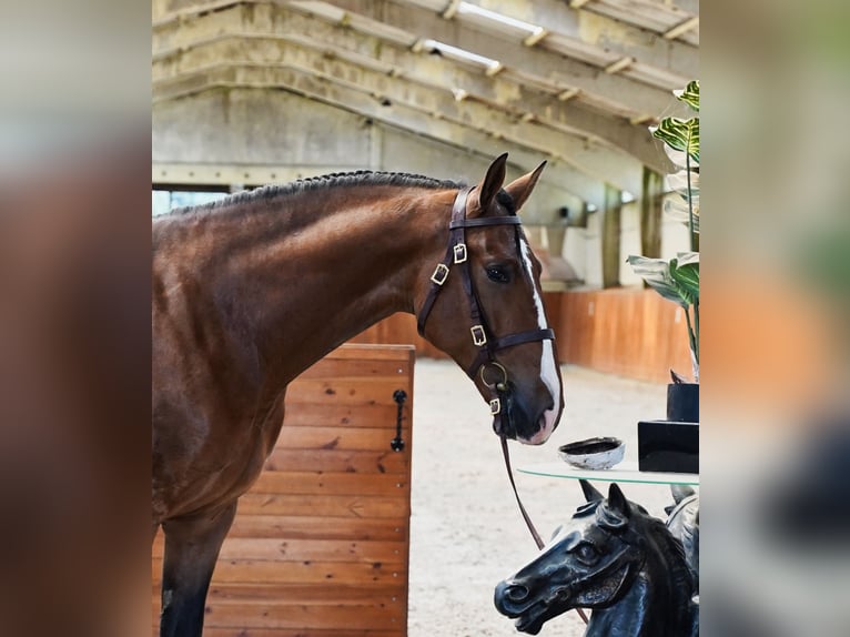PRE Castrone 6 Anni 170 cm Baio chiaro in HEUVELLAND
