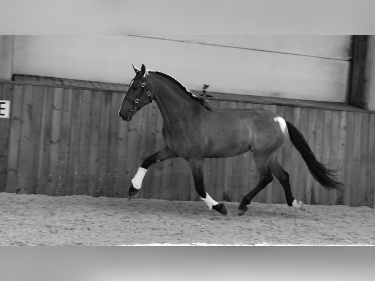 PRE Castrone 6 Anni 170 cm Baio chiaro in HEUVELLAND