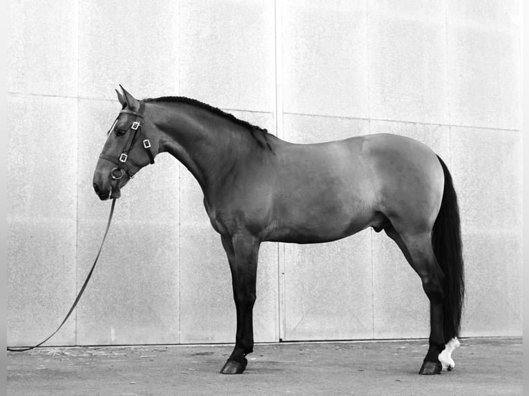 PRE Castrone 6 Anni 170 cm Baio chiaro in HEUVELLAND
