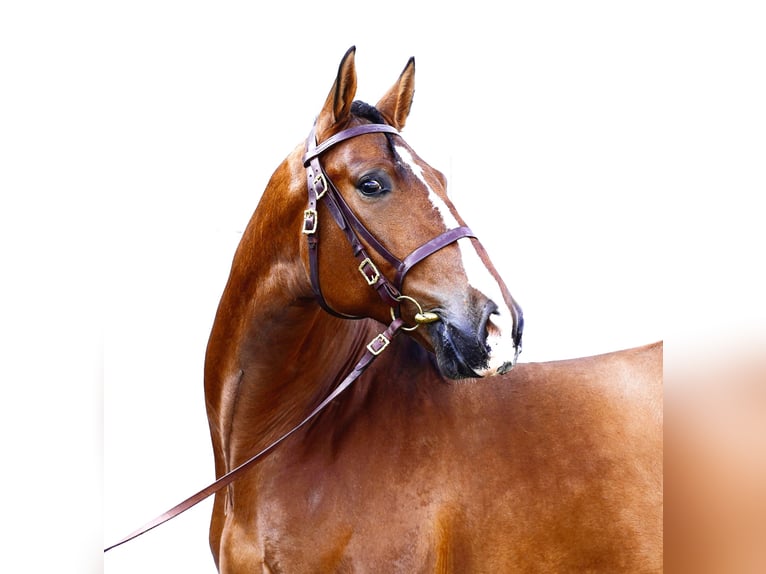 PRE Castrone 6 Anni 170 cm Baio chiaro in HEUVELLAND