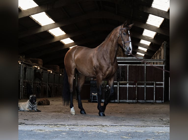 PRE Castrone 6 Anni 170 cm Baio chiaro in HEUVELLAND