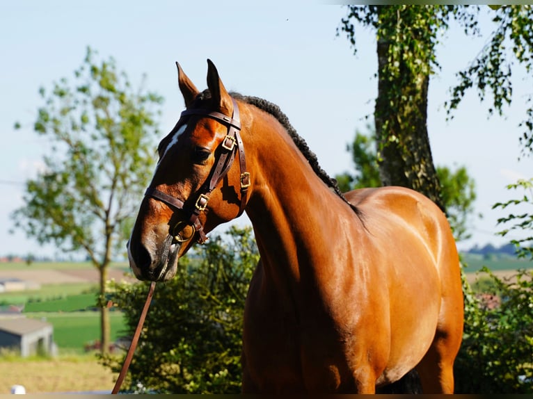 PRE Castrone 6 Anni 170 cm Baio chiaro in HEUVELLAND