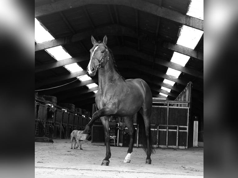 PRE Castrone 6 Anni 170 cm Baio chiaro in HEUVELLAND
