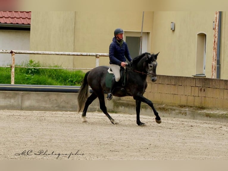 PRE Castrone 6 Anni 170 cm Grigio ferro in Polenz