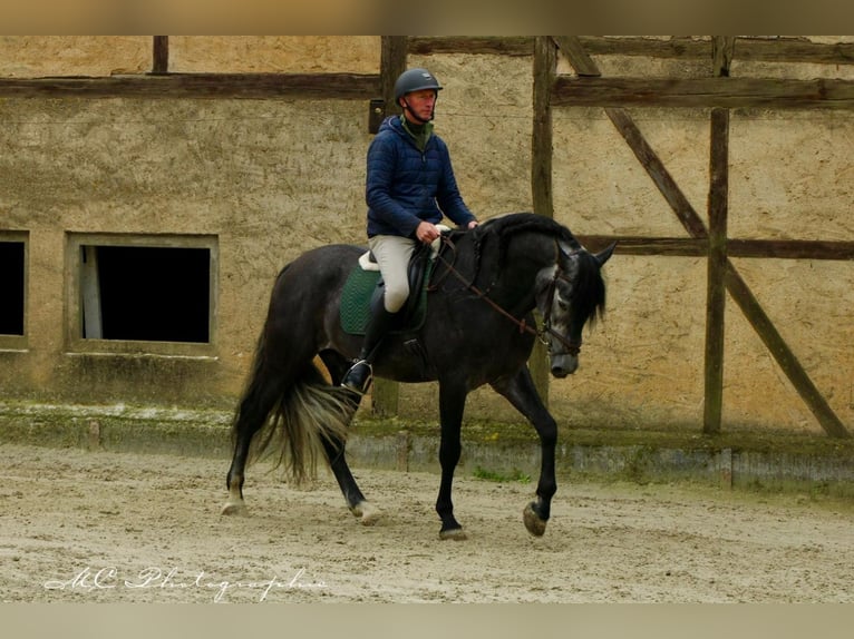 PRE Castrone 6 Anni 170 cm Grigio ferro in Polenz