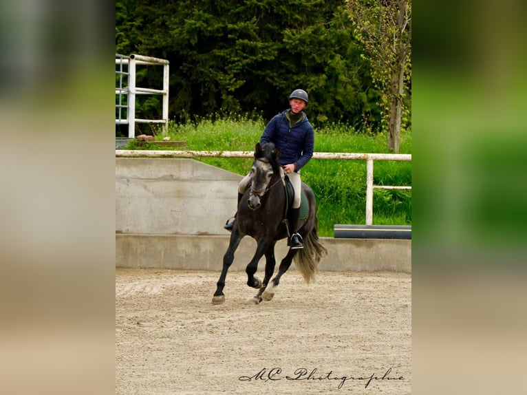 PRE Castrone 6 Anni 170 cm Grigio ferro in Polenz