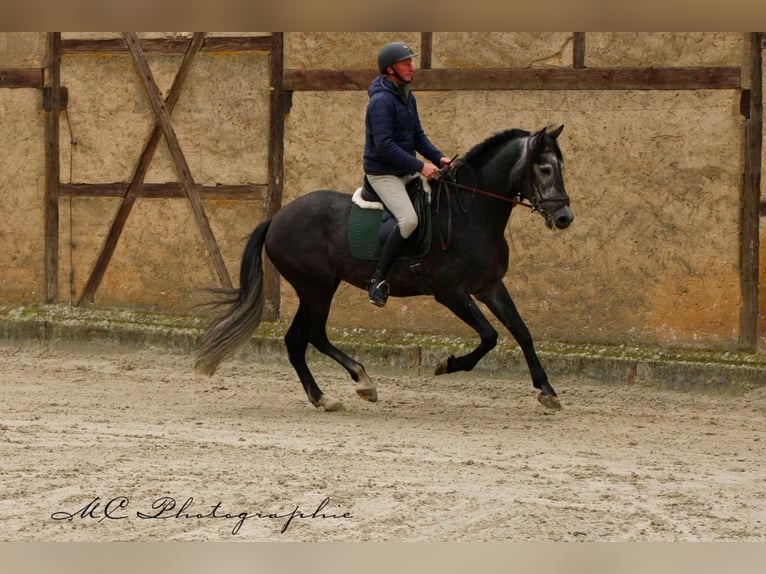 PRE Castrone 6 Anni 170 cm Grigio ferro in Polenz